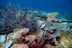 Abrolhos Islands Western Australia.
Taken at 18 meters w... by Paul Wags 